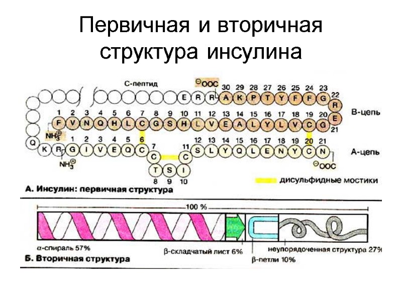 Первичная и вторичная структура инсулина
